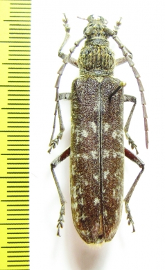 Cerambycidae sp.  Malaysia, Borneo - INSECTS-STORE.RU