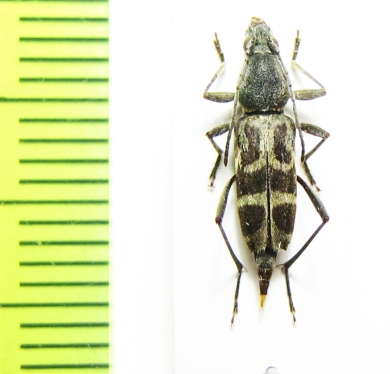 Chlorophorus proannulatus  Thailand - INSECTS-STORE.RU