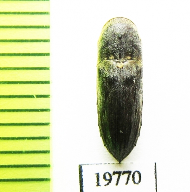 Eucnemidae sp.  Malaysia, Borneo - INSECTS-STORE.RU