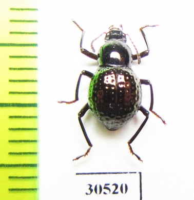 Tenebrionidae sp.  Indonesia, Kalimantan - INSECTS-STORE.RU