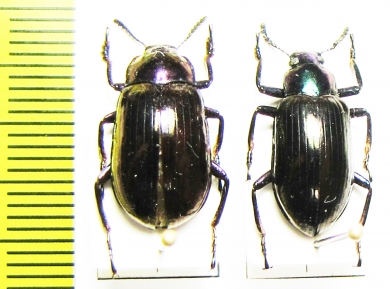 Tenebrionidae sp.  Malaysia, Borneo - INSECTS-STORE.RU