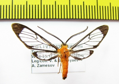 Erebidae sp.  Bolivia - INSECTS-STORE.RU