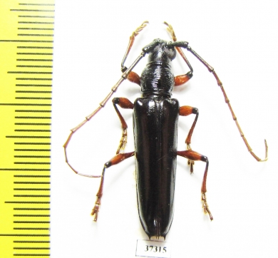 Cerambycidae sp.  Ecuador - INSECTS-STORE.RU