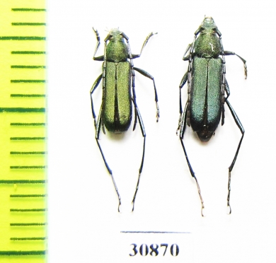 Cerambycidae sp.  Argentina - INSECTS-STORE.RU