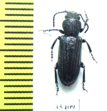 Neospondylis mexicanus  Mexico - INSECTS-STORE.RU