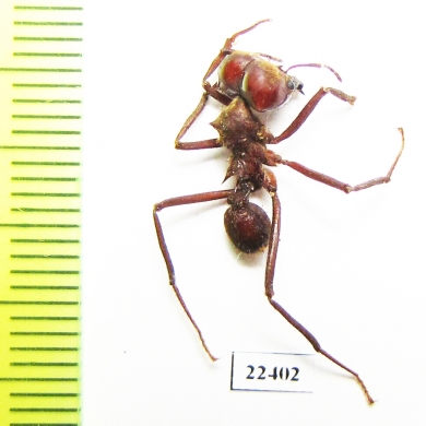 Formicidae sp.  Peru - INSECTS-STORE.RU