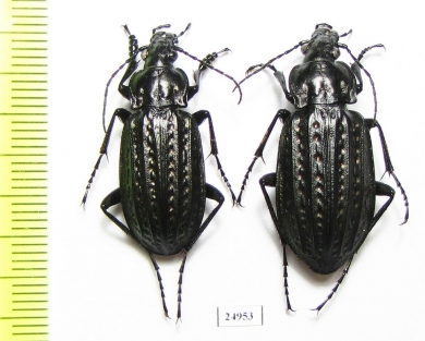 Carabus (Limnocarabus) clathratus, pair  Russia, Astrakhan reg. - INSECTS-STORE.RU