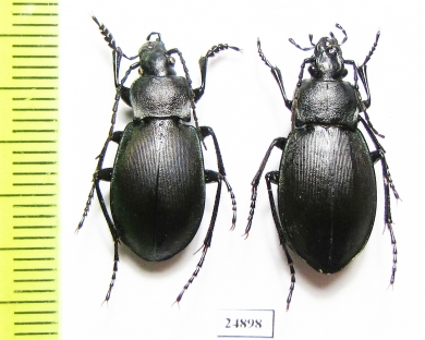 Carabus (Pachycarabus) swaneticus kvirensis, pair  Georgia - INSECTS-STORE.RU