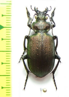 Calosoma sp.  Bolivia - INSECTS-STORE.RU