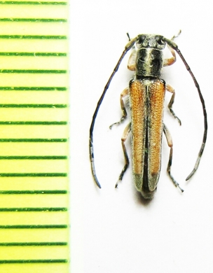 Phytoecia erivanica  Armenia - INSECTS-STORE.RU