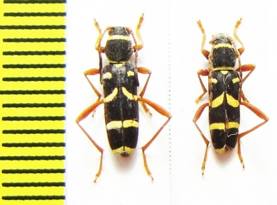 Clytus arietis  Russia, Krasnodar reg. - INSECTS-STORE.RU