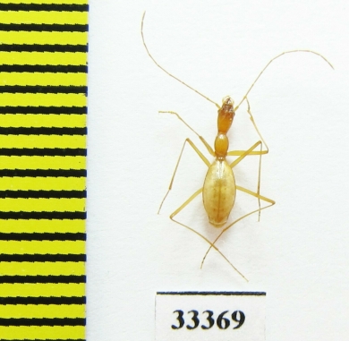 Aphaenops pluto pluto  France - INSECTS-STORE.RU