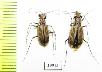Cicindelinae sp., pair  Togo - INSECTS-STORE.RU
