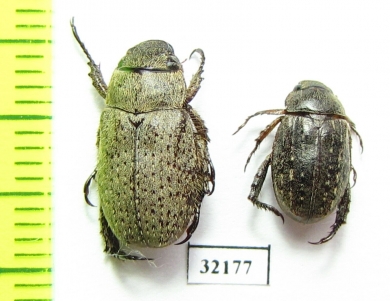 Rutelinae sp.  South Africa Rep. - INSECTS-STORE.RU