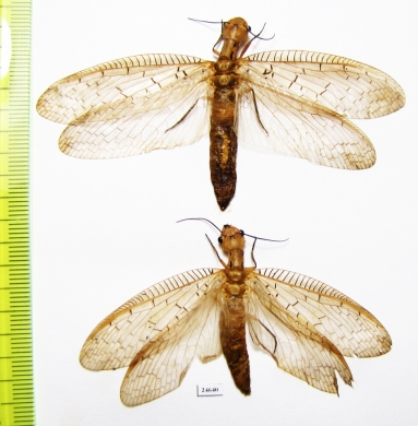 Megaloptera sp.  Indonesia, Kalimantan - INSECTS-STORE.RU