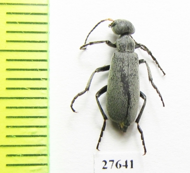 Meloidae sp.  South Africa Rep. - INSECTS-STORE.RU