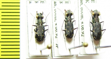 Cylindera viridilabris  Nepal - INSECTS-STORE.RU