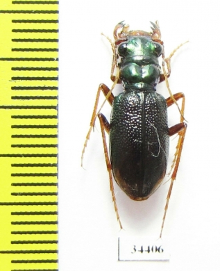 Tetracha sp.  Brasilia - INSECTS-STORE.RU