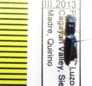 Trogossitidae sp.  Philippines - INSECTS-STORE.RU