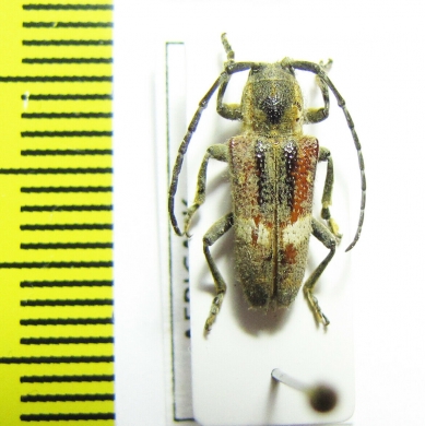 Cerambycidae sp.  Congo - INSECTS-STORE.RU