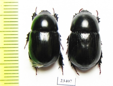 Dynastinae sp.  South Africa Rep. - INSECTS-STORE.RU