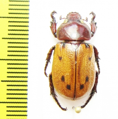 Cyclocephala sp.  Peru - INSECTS-STORE.RU