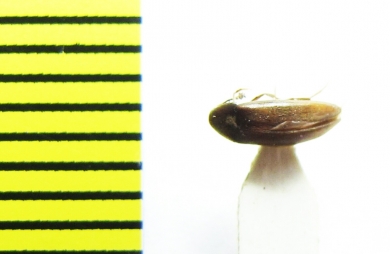 Orchesia arnoldii  Russia, Far East - INSECTS-STORE.RU