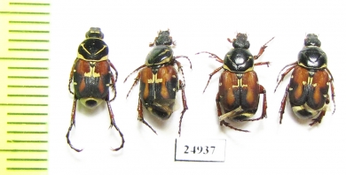 Trigonopeltastes floridana  USA - INSECTS-STORE.RU