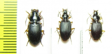 Carabidae sp.  South Africa Rep. - INSECTS-STORE.RU