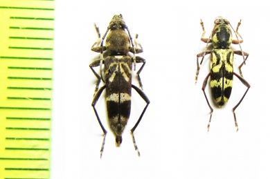 Chlorophorus rufimembris, C.sumatrensis  Thailand, Sumatra - INSECTS-STORE.RU