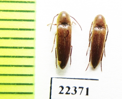 Eucnemidae sp.  Peru - INSECTS-STORE.RU