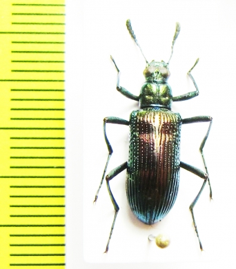 Tenebrionidae sp.  Vietnam - INSECTS-STORE.RU