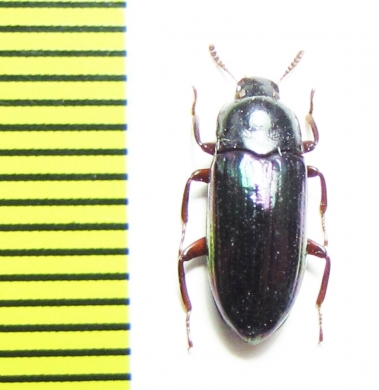 Tenebrionidae sp.  Indonesia, Papua - INSECTS-STORE.RU