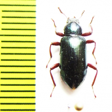 Tenebrionidae sp.  Malaysia - INSECTS-STORE.RU