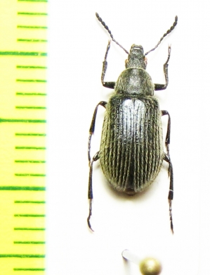 Tenebrionidae sp.  Morocco - INSECTS-STORE.RU