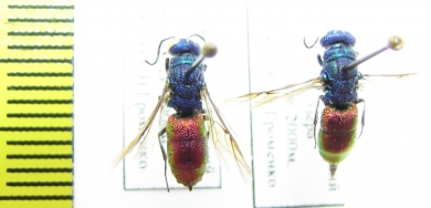 Chrysididae sp.  Kirgizstan - INSECTS-STORE.RU