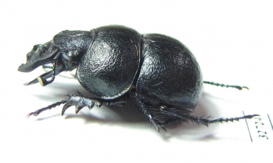 Lethrus dostojevskii, male  Kazakhstan - INSECTS-STORE.RU