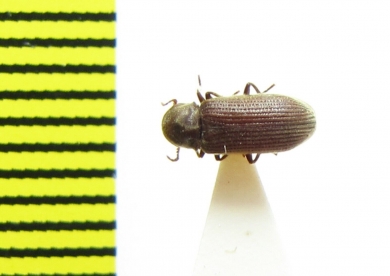 Priobium carpini  Russia, Tver reg. - INSECTS-STORE.RU