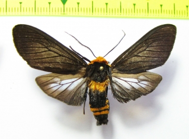 Erebidae sp.  Bolivia - INSECTS-STORE.RU