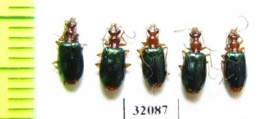 Carabidae sp.  Peru - INSECTS-STORE.RU