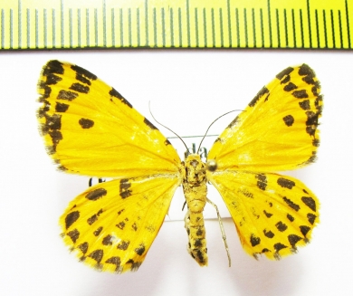 Stamnodes danilovi  Russia, Far East - INSECTS-STORE.RU