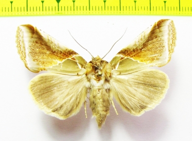 Noctuidae sp.  Bhutan - INSECTS-STORE.RU
