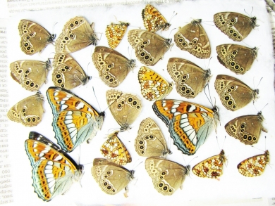 Lepidoptera sp.  Russia, Tver reg. - INSECTS-STORE.RU