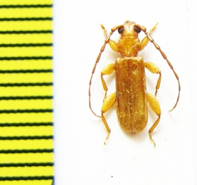 Cerambycidae sp.  Ecuador - INSECTS-STORE.RU