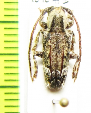 Cerambycidae sp.  Argentina - INSECTS-STORE.RU