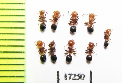 Formicidae sp.  Russia, Krasnodar reg. - INSECTS-STORE.RU