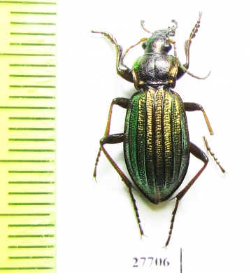 Carabus (Carabulus) ermaki  Russia, Krasnoyarsk reg. - INSECTS-STORE.RU