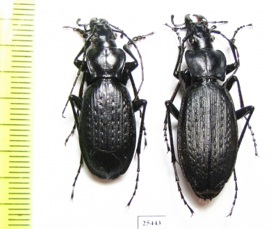Carabus (Archiplectes) besleticus duripshensis, pair  Abkhazia - INSECTS-STORE.RU