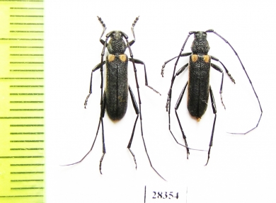 Anoplistes halodendri minutus, male  Russia, Tuva reg. - INSECTS-STORE.RU