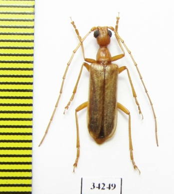 Vesperus sp.  Spain - INSECTS-STORE.RU